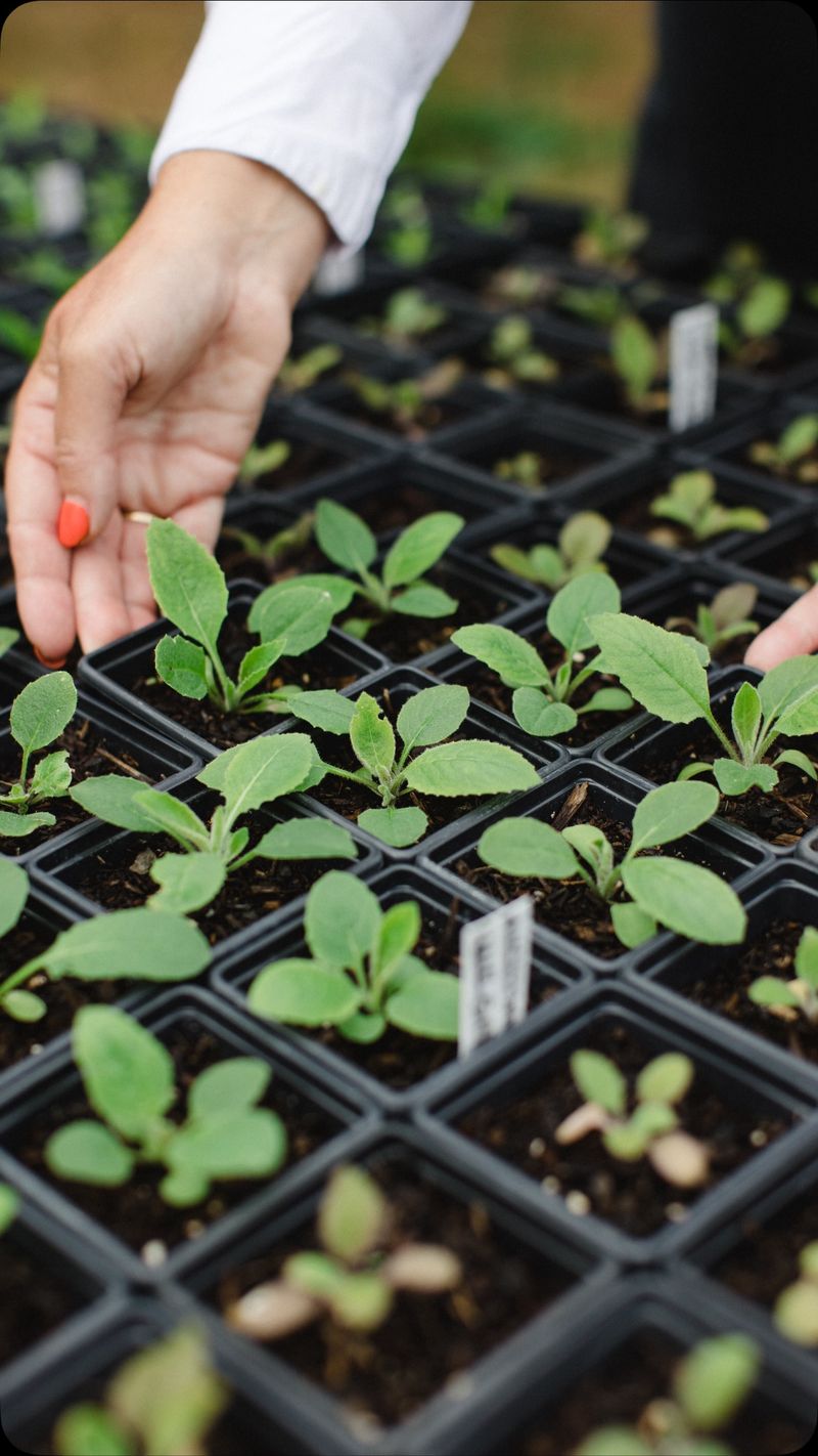 Harden Seedlings Before Colder Weather
