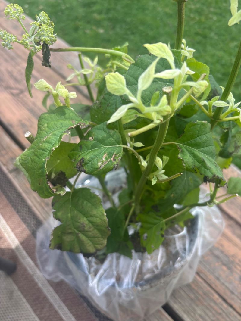Harden Young Plants Before Arizona Exposure