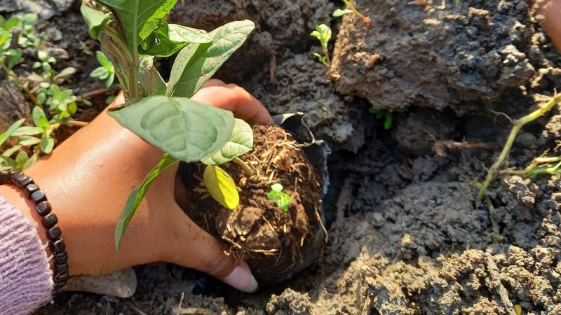 Harden the new plant before moving it outdoors