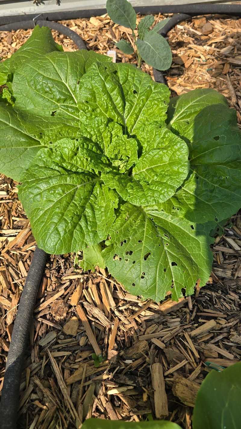 Hardening Off Transplants Pays Off Later Hardening Off Transplants Pays Off Later