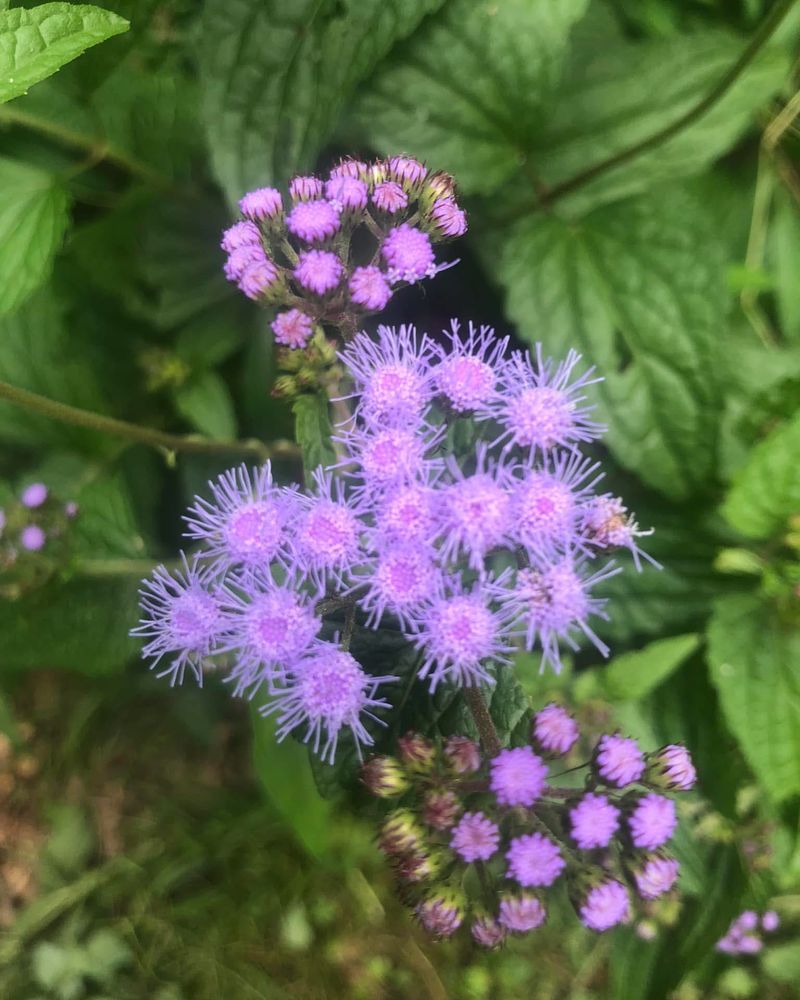 Hardy Ageratum Adds Soft Blue Flowers In Fall