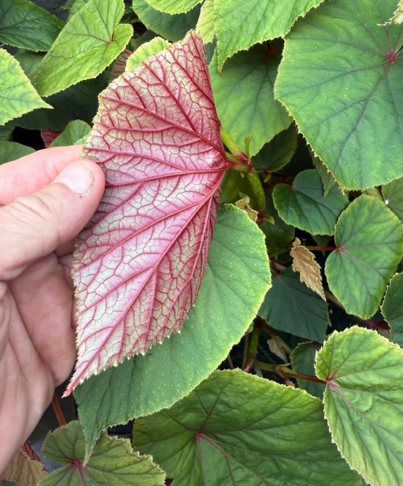 Hardy Begonia 