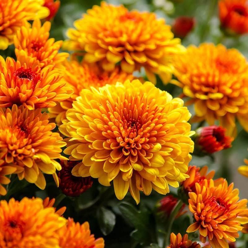 Hardy Chrysanthemums Extend The Flowering Season