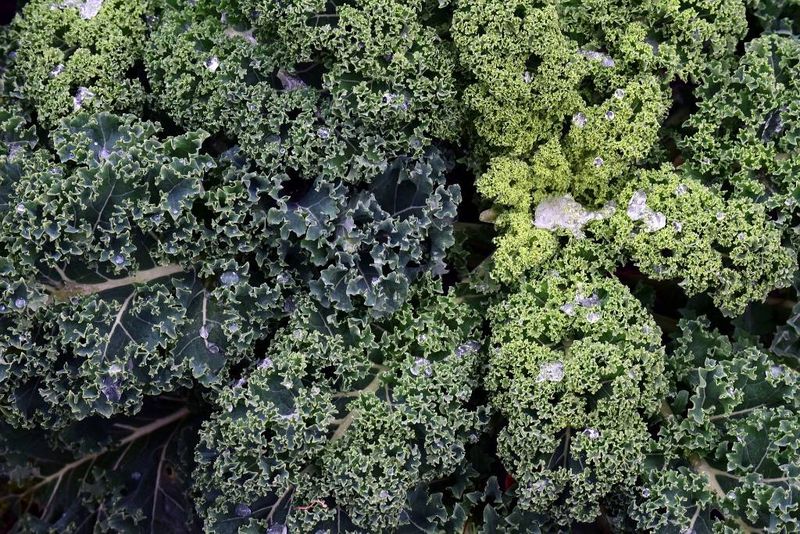 Hardy Crops That Keep Going After A Freeze