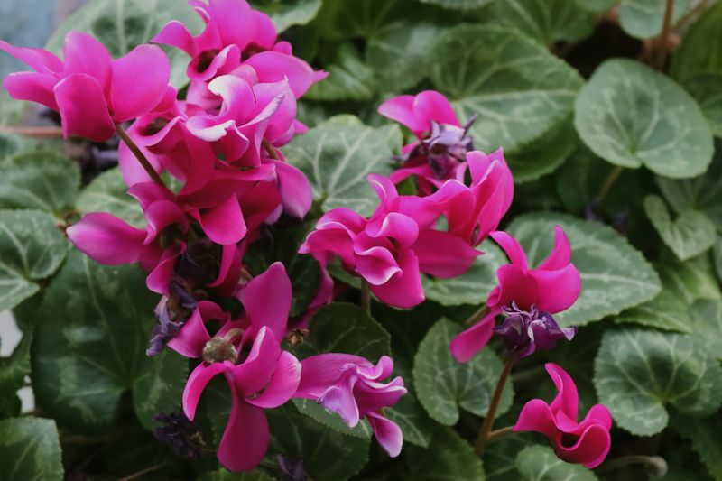 Hardy Cyclamen Brightens Shady Corners With Swept-Back Petals Hardy Cyclamen Brightens Shady Corners With Swept-Back Petals