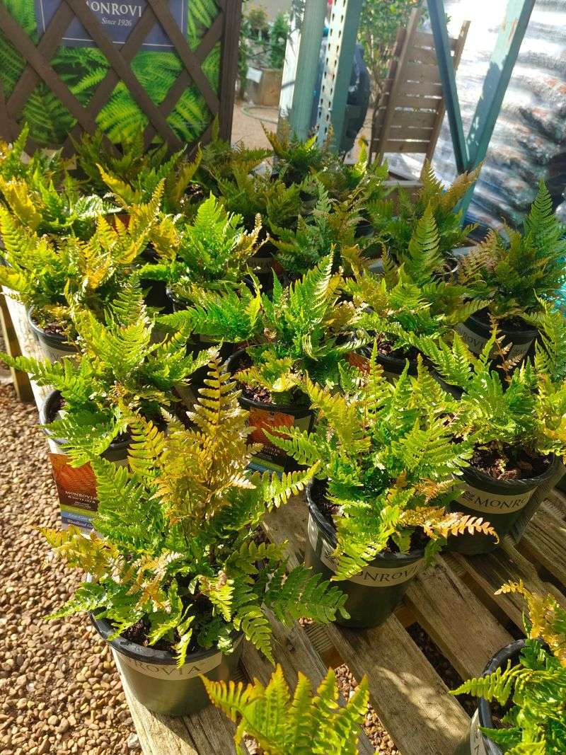 Hardy Ferns In Containers Need Different Care Hardy Ferns In Containers Need Different Care