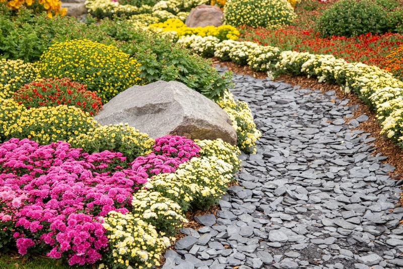 Hardy Garden Mums (Chrysanthemum) Hardy Garden Mums (Chrysanthemum)