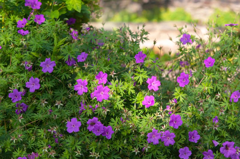 Hardy Geranium (Cranesbill)