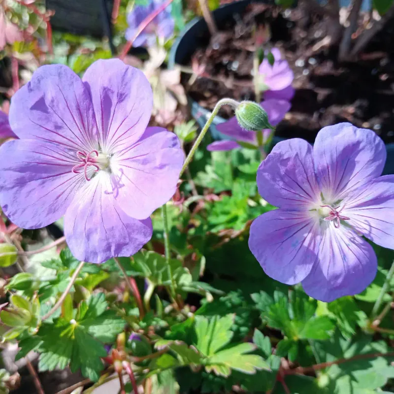 Hardy Geranium
