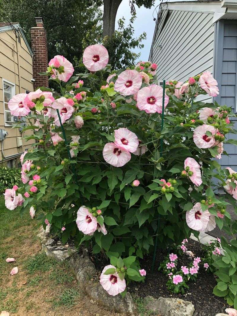Hardy Hibiscus Still Has Plenty Of Growing Left Before Fall Hardy Hibiscus Still Has Plenty Of Growing Left Before Fall