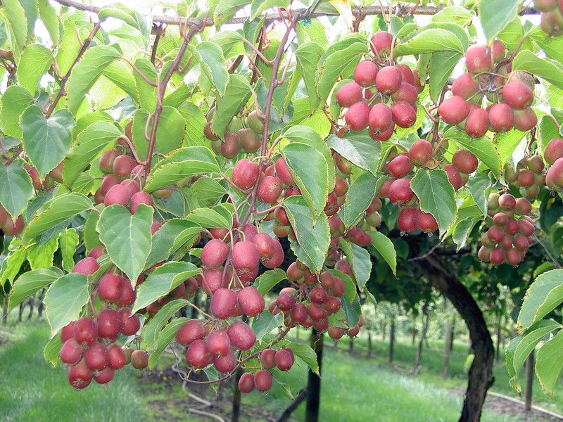 Hardy Kiwi (Kiwiberry)