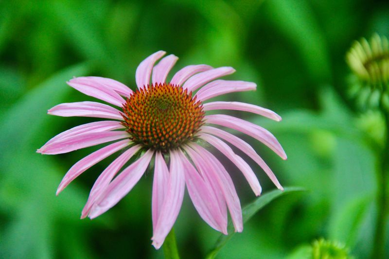 Hardy Perennials For A Head Start On Next Summer Hardy Perennials For A Head Start On Next Summer