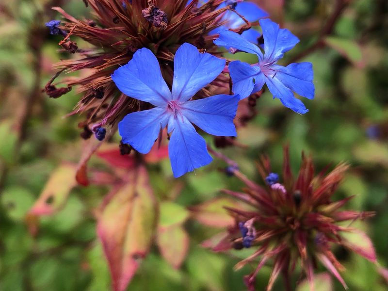 Hardy Plumbago Turns Up The Color Contrast