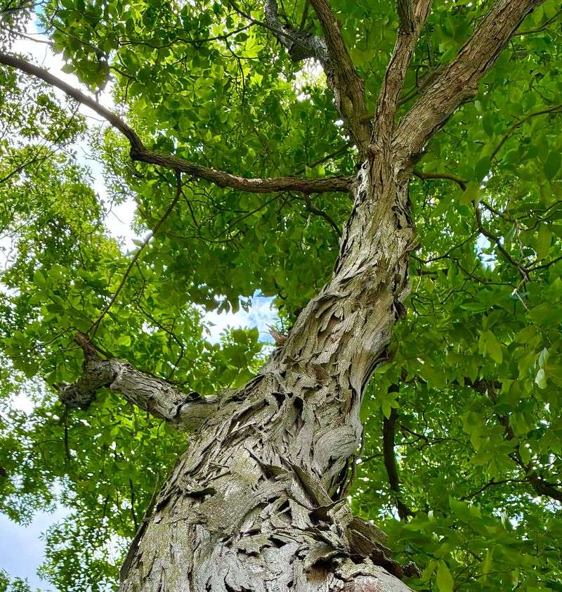 Hardy Shagbark Hickory Charm Hardy Shagbark Hickory Charm