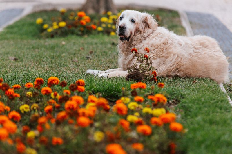 Harmless To People, Pets, And Your Garden Beds