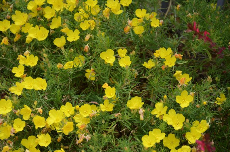 Hartweg's Sundrops Brightening Arizona Edges (Calylophus hartwegii)
