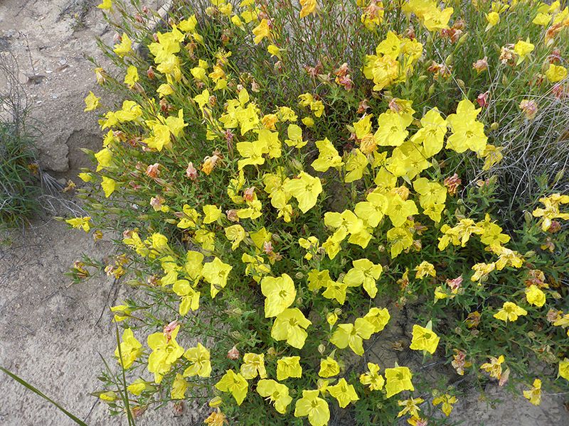 Hartweg's Sundrops Hartweg's Sundrops