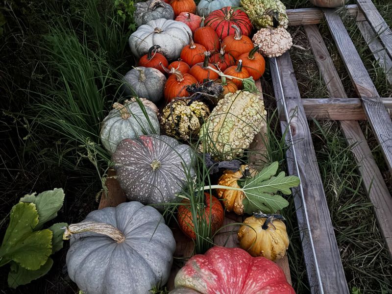 Harvest And Cure Winter Squash And Pumpkins