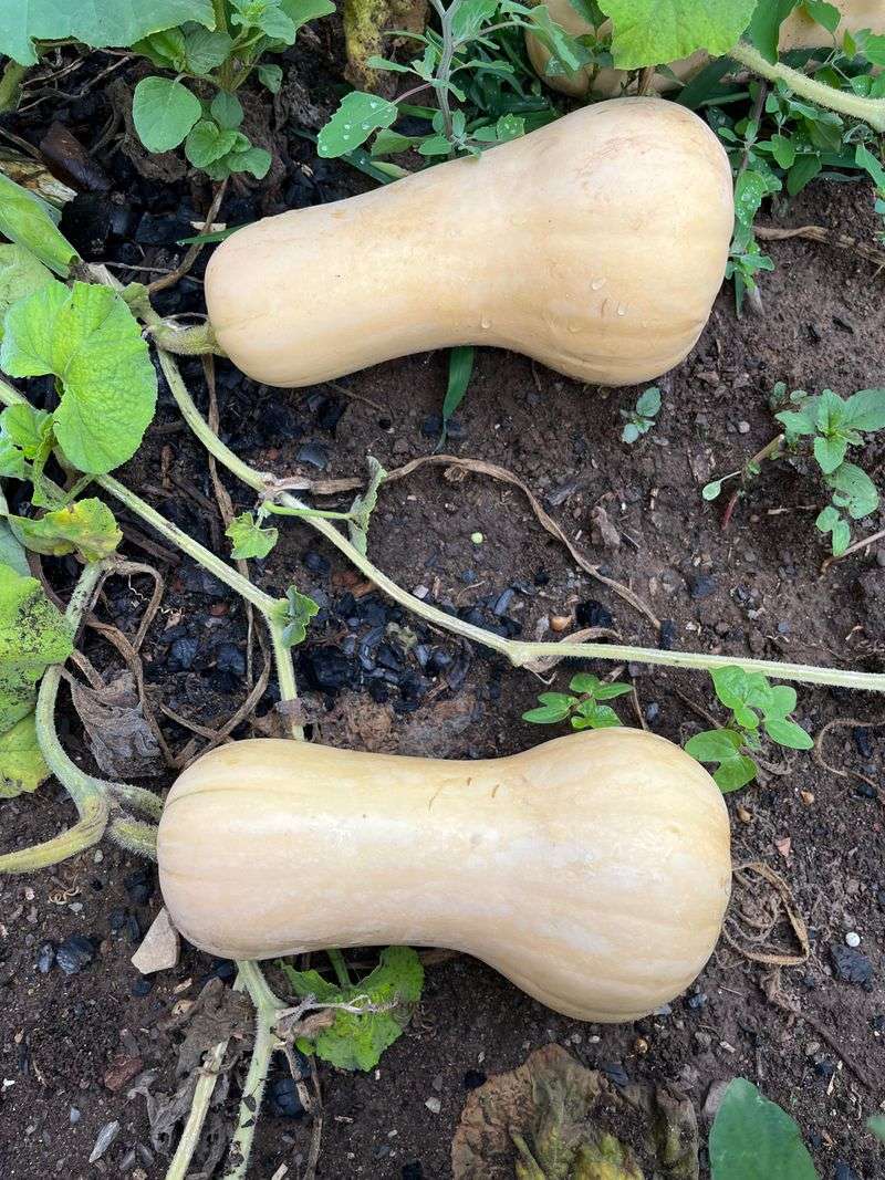 Harvest At Full Maturity Harvest At Full Maturity