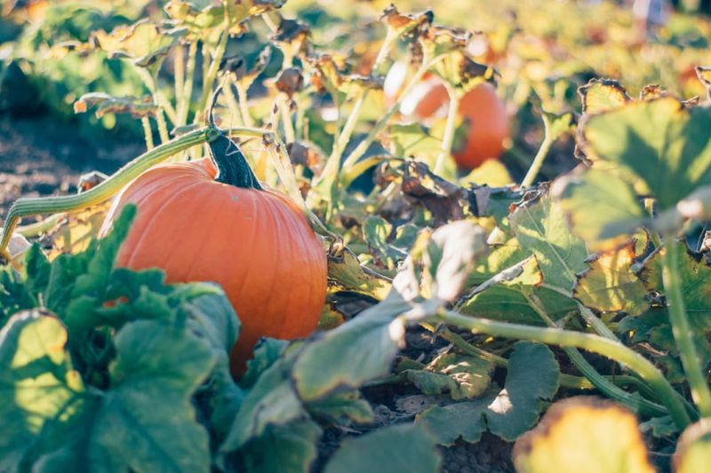 Harvest Before A Hard Frost Arrives Harvest Before A Hard Frost Arrives