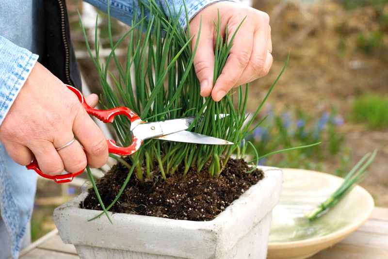 Harvest Chives Without Weakening The Plant