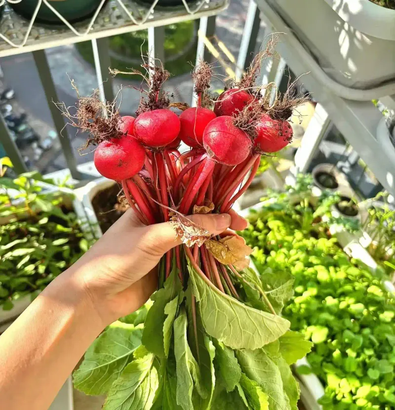 Harvest Crisp Roots In Just A Few Weeks Harvest Crisp Roots In Just A Few Weeks