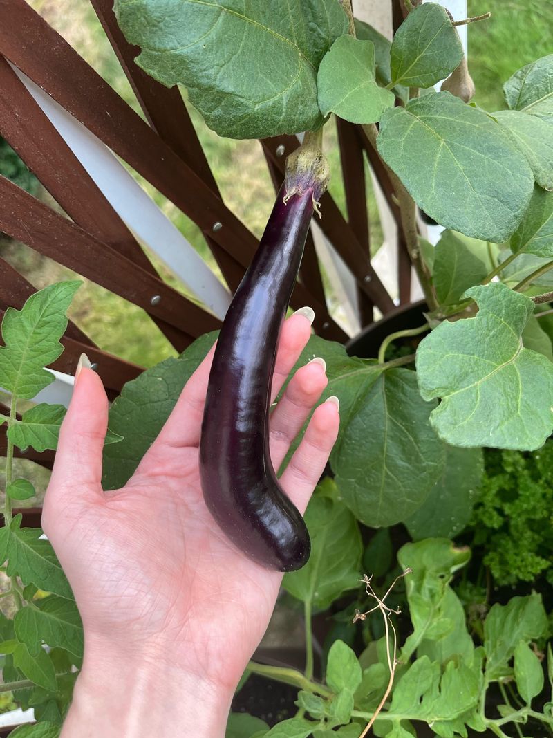 Harvest Eggplant While Skin Stays Glossy Harvest Eggplant While Skin Stays Glossy