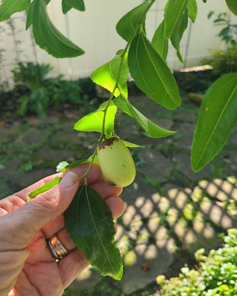 Harvest Gently To Avoid Damaging Branches Harvest Gently To Avoid Damaging Branches