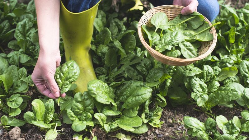 Harvest Leaves Before Winter Settles In