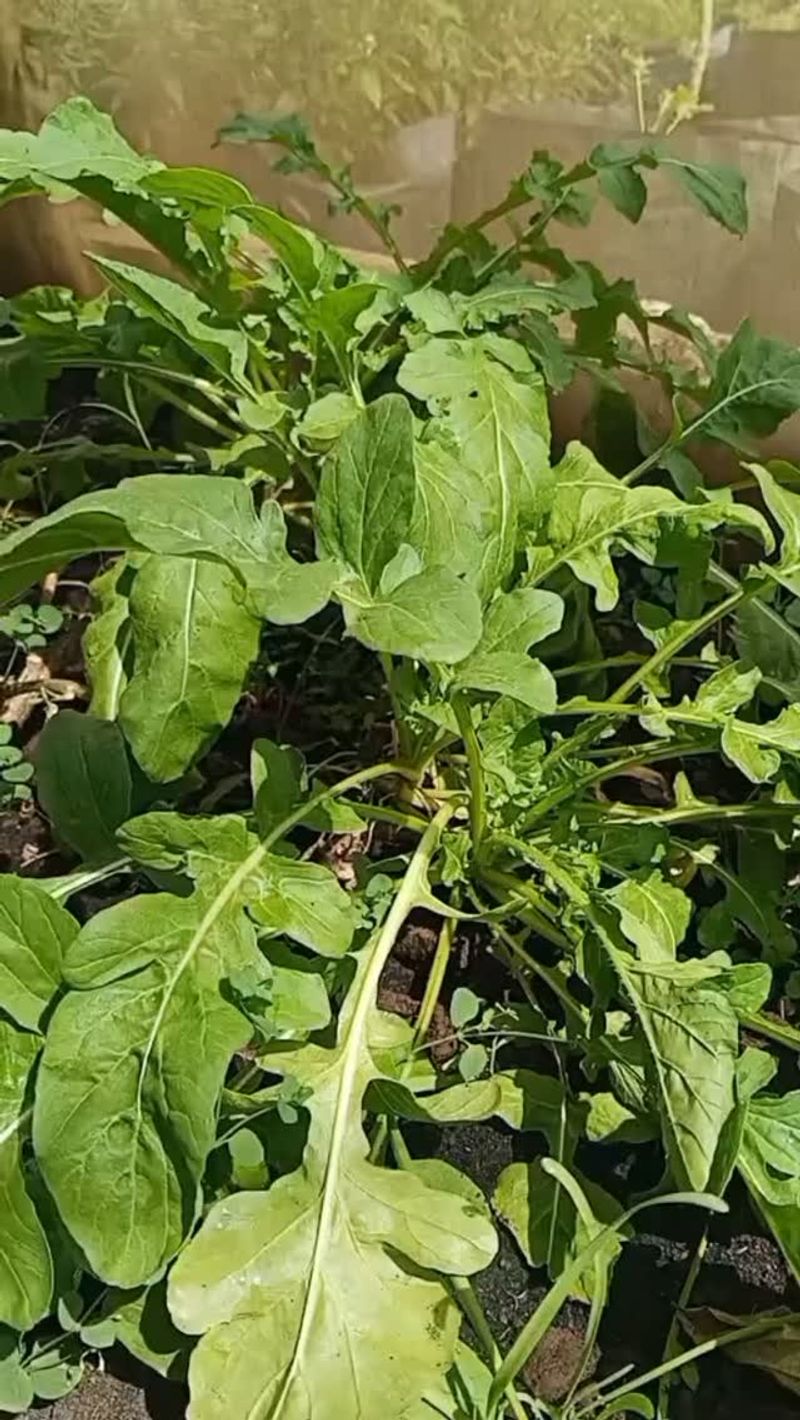 Harvest Leaves Instead Of Whole Plants Harvest Leaves Instead Of Whole Plants