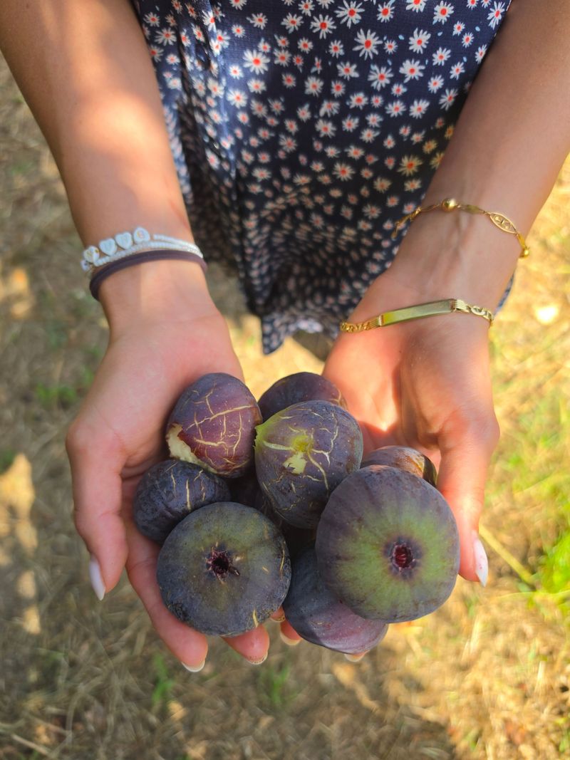 Harvest Ripe Figs Every Day Or Two Harvest Ripe Figs Every Day Or Two