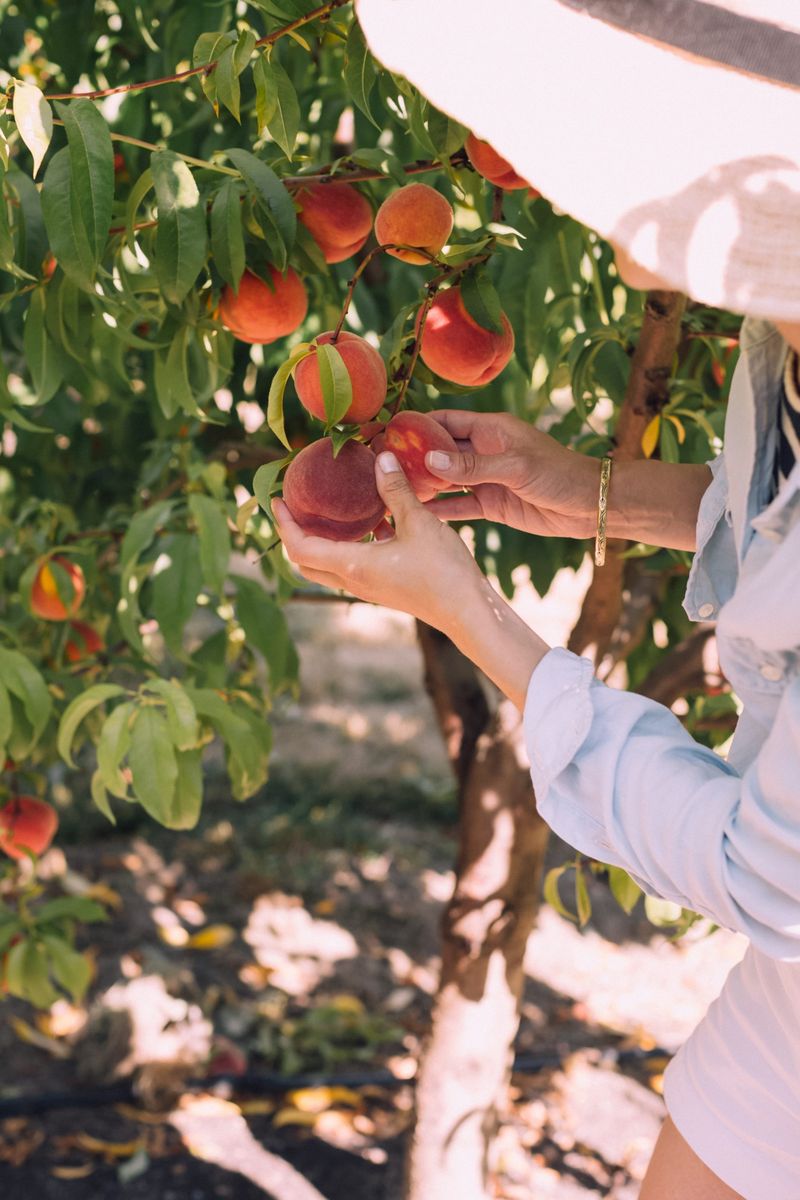 Harvest Ripe Fruit Before It Drops