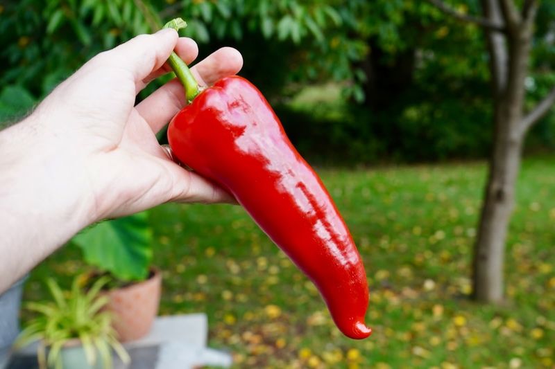 Harvest Ripe Peppers Before Frost Arrives Harvest Ripe Peppers Before Frost Arrives