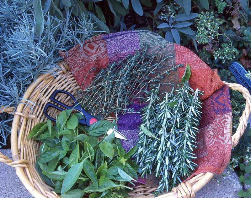 Harvest Rosemary Before Freezing Weather Arrives