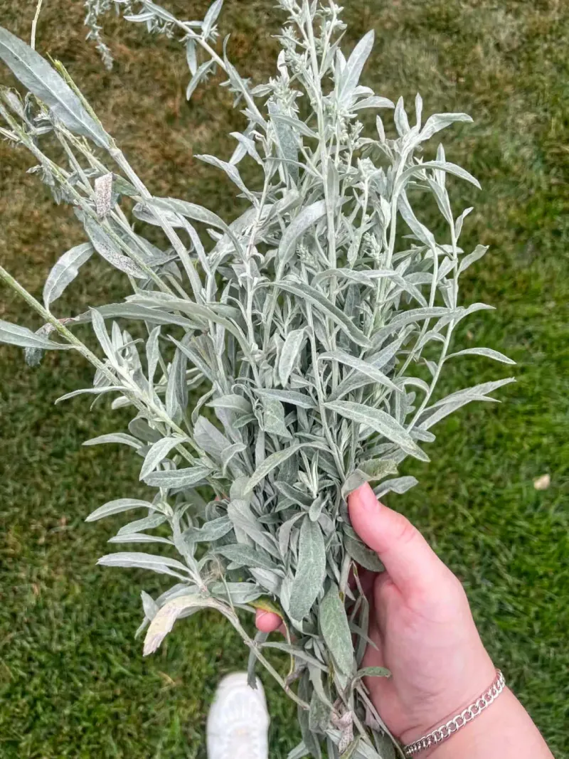 Harvest Sage Before Cold Weather