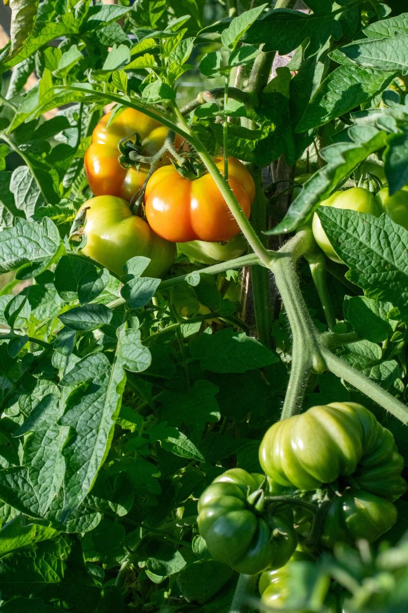 Harvest Sound Tomatoes Before Frost Arrives Harvest Sound Tomatoes Before Frost Arrives