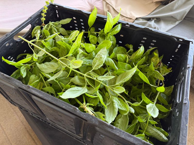 Harvest Tender Herbs Before A Hard Freeze