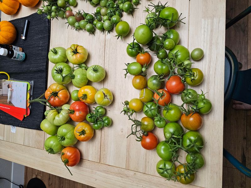 Harvest Tender Vegetables Before Frost Harvest Tender Vegetables Before Frost