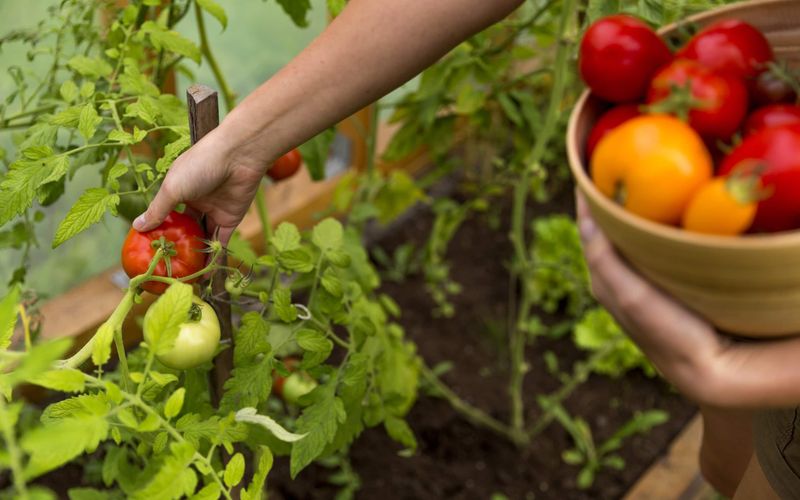 Harvest The Last Of Your Vegetables