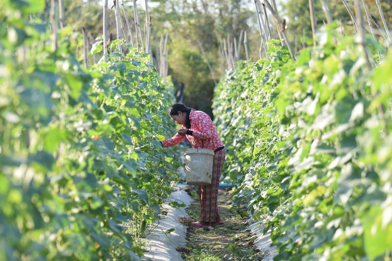 Harvest The Tender Crops While They Still Look Happy Harvest The Tender Crops While They Still Look Happy