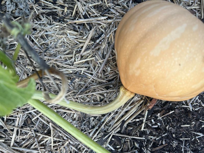 Harvest Timing Affects Storage Length Harvest Timing Affects Storage Length