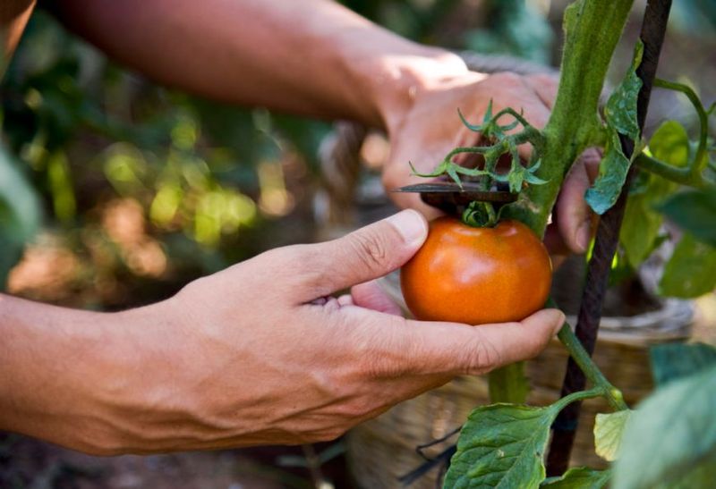 Harvest Tomatoes Before Frost Arrives