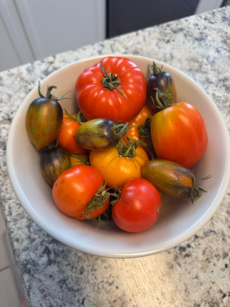 Harvest Tomatoes Before The Vines Freeze Harvest Tomatoes Before The Vines Freeze