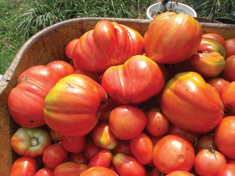 Harvest Vegetables Before Frost Threatens Harvest Vegetables Before Frost Threatens