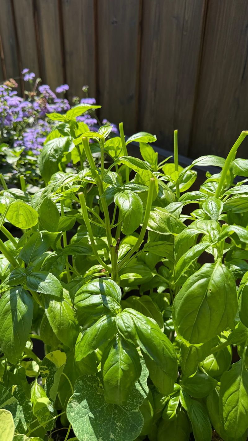 Harvest When Flower Buds First Appear