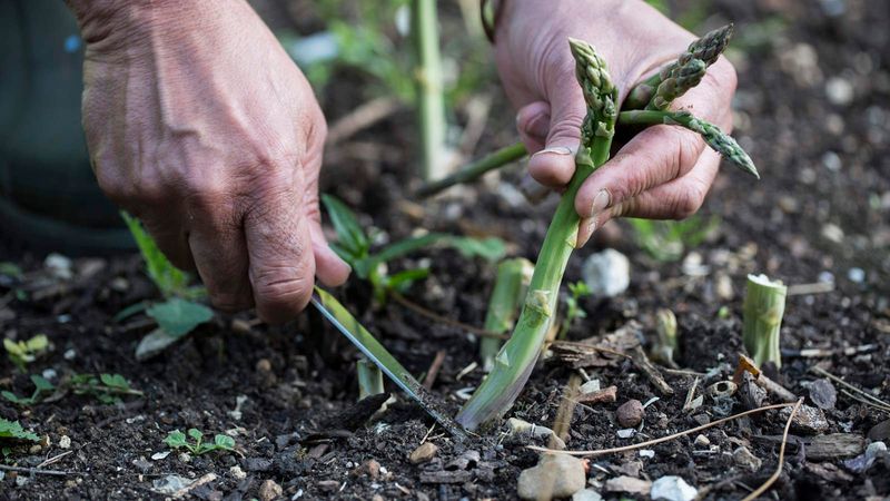 Harvest spears briefly and preserve the next crop Harvest spears briefly and preserve the next crop