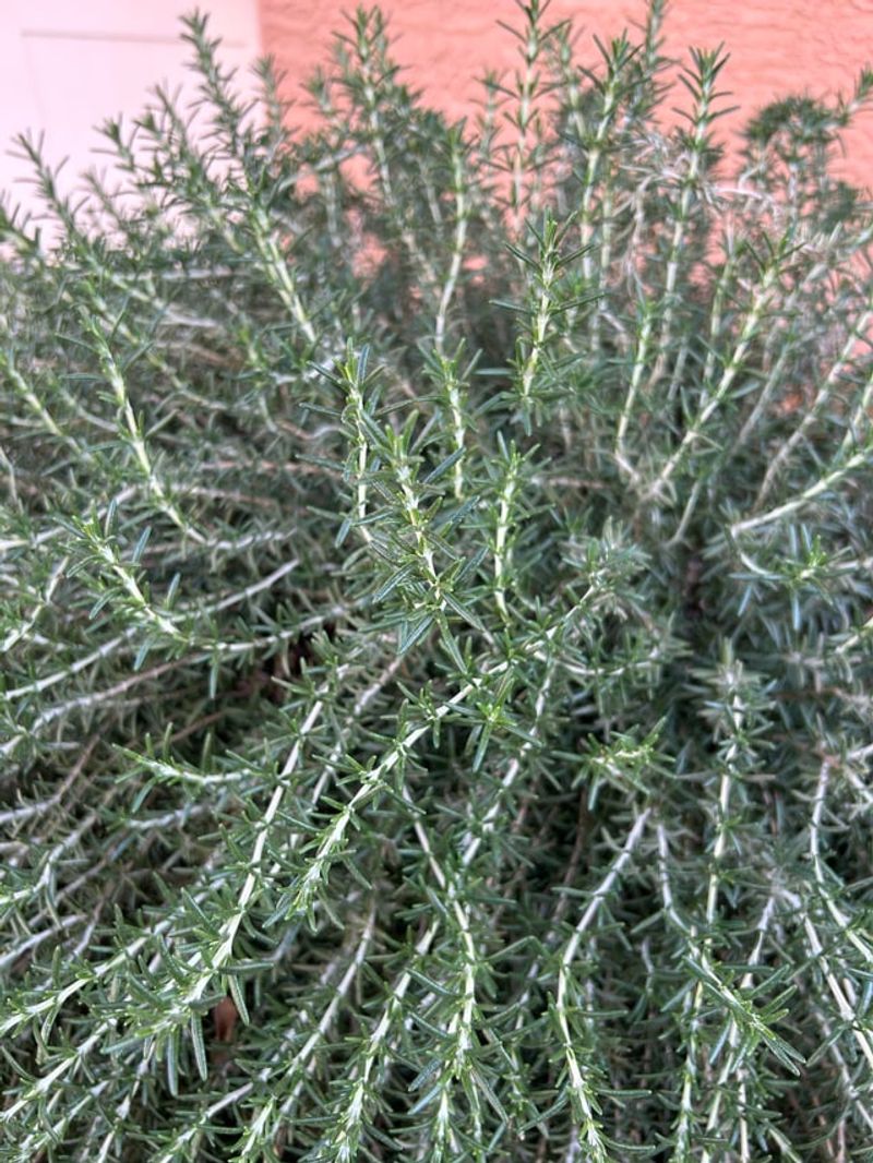 Harvesting And Crushing Leaves For An Extra Boost