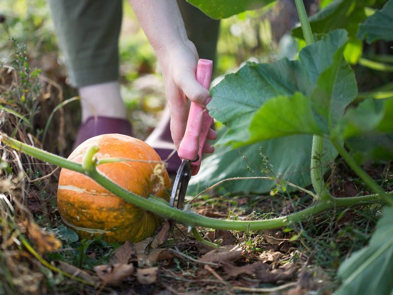 Harvesting And Curing Winter Squash Harvesting And Curing Winter Squash