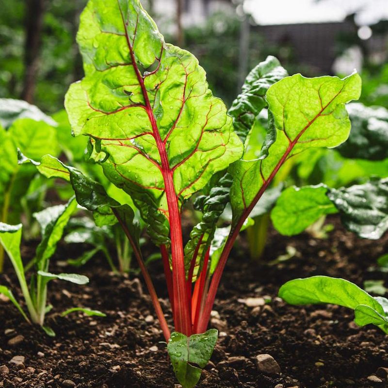 Harvesting Can Continue Until The Plants Start To Bolt