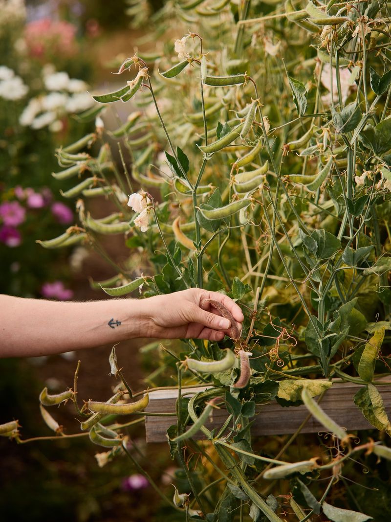 Harvesting Seeds Too Early Harvesting Seeds Too Early